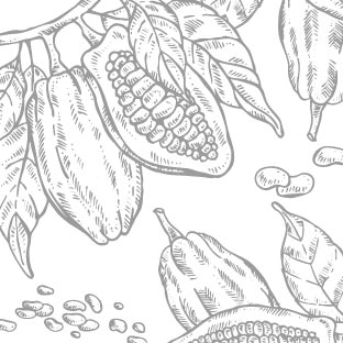 Terroir chocolat